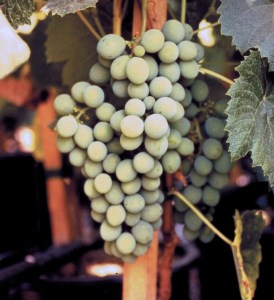 Golden Muscat Grape